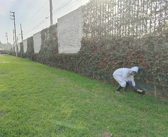 Servicio de Desratización en Barranco