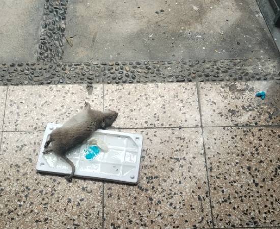 desratizac profesional en lima