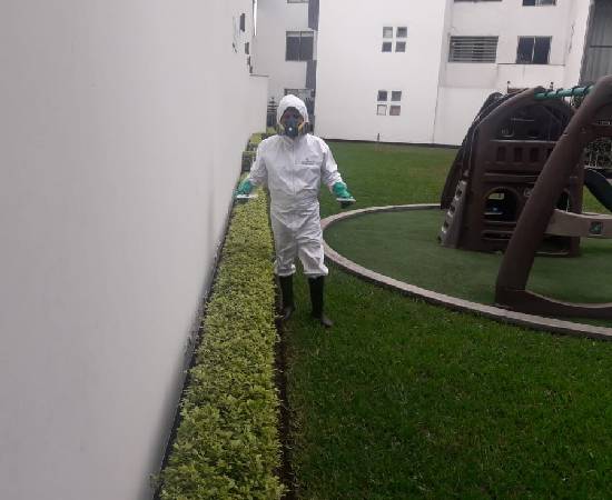 Servicio de Desratización en San Borja