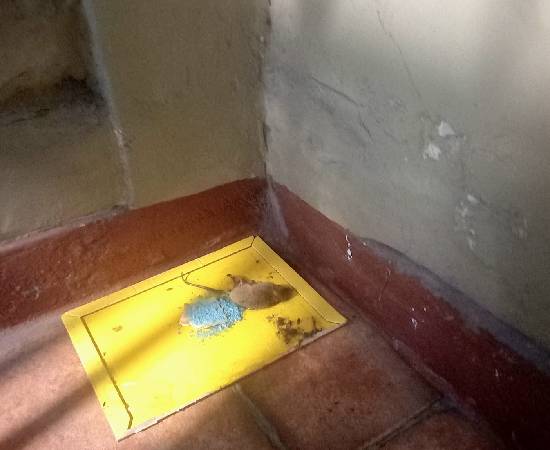 Servicio de Desratización en Surco