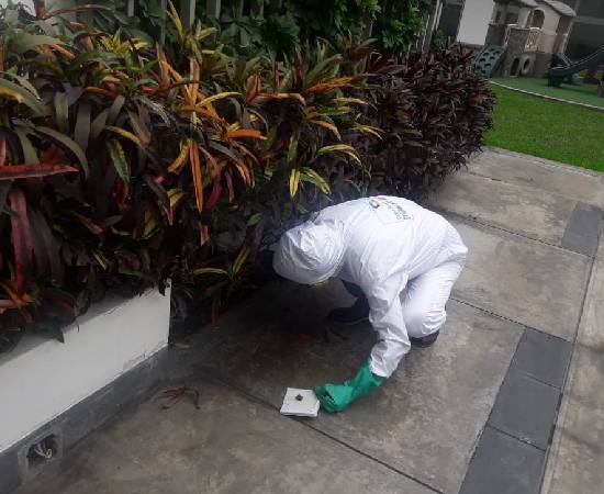 🏘️ Servicio de Desratización en San Juan de Lurigancho🐀